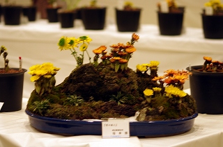 IMGP7244 IMGP7244
