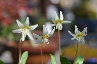洋種白花カタクリIMGP7595