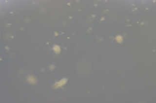 IMGP7488 IMGP7488