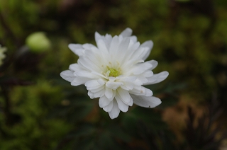 IMGP7496 IMGP7496