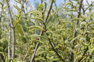 IMGP7646
