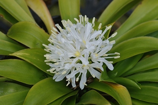 IMGP7652