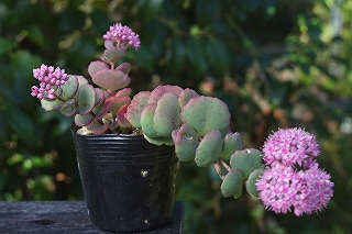 IMGP3867 IMGP3867