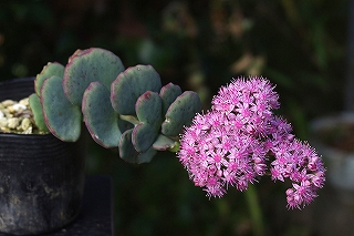 IMGP3869 IMGP3869