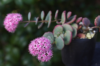 IMGP3870 IMGP3870