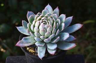 IMGP3900 IMGP3900
