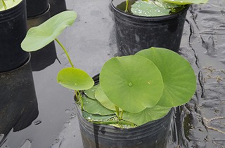 201806_igp6974 201806_igp6974