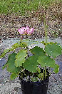 201806_igp7050 201806_igp7050