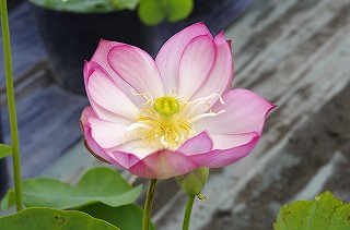 201806_igp7053 201806_igp7053