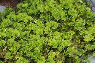 201806_igp7101 201806_igp7101