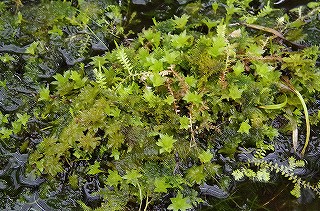 201806_igp7105 201806_igp7105
