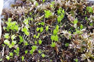 201806_igp7113 201806_igp7113