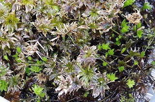 201806_igp7114 201806_igp7114