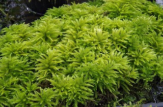 201806_igp7115 201806_igp7115