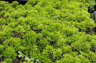 201806_igp7116 201806_igp7116