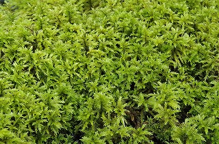 201806_igp7117 201806_igp7117