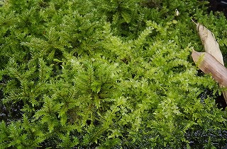 201806_igp7119 201806_igp7119