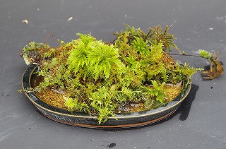 201806_igp7121 201806_igp7121