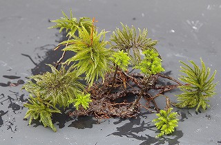 201806_igp7126 201806_igp7126