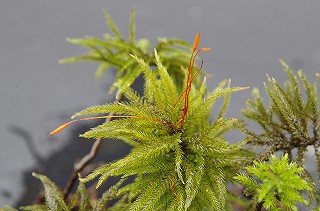 201806_igp7127 201806_igp7127