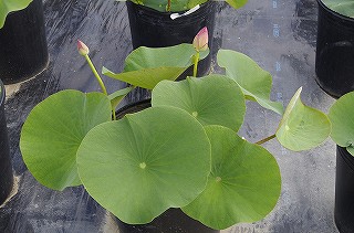 _IGP7256 _IGP7256