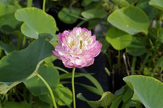 _IGP7258 _IGP7258