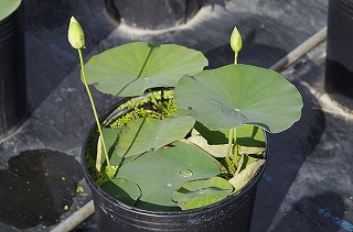 _IGP7259 _IGP7259