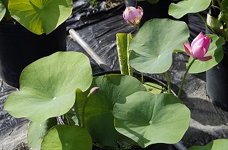 _IGP7266 _IGP7266