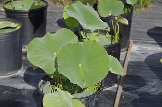 _IGP7267 _IGP7267