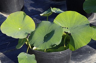 _IGP7337 _IGP7337