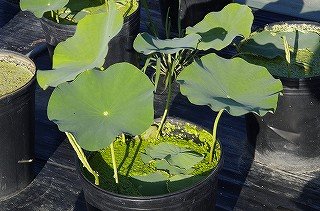 _IGP7339 _IGP7339