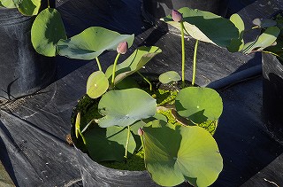 _IGP7347 _IGP7347