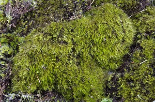 _IGP8332 _IGP8332