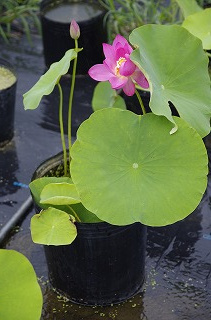 _IGP8370 _IGP8370