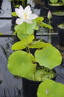 _IGP8374 _IGP8374