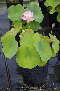 _IGP8376 _IGP8376