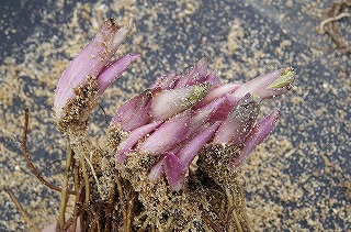 _IGP3613 _IGP3613