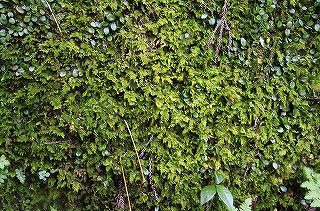 _IGP4079 _IGP4079