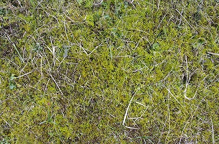 _IGP4087 _IGP4087