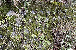 _IGP4090 _IGP4090