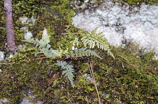 _IGP4091 _IGP4091