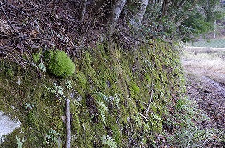 _IGP4094 _IGP4094