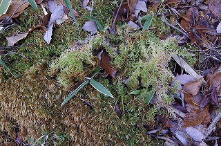 _IGP4099 _IGP4099