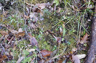 _IGP4107 _IGP4107