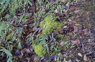 _IGP4109 _IGP4109