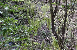 _IGP4128 _IGP4128