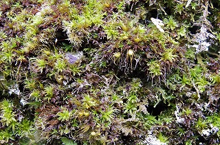 _IGP4137 _IGP4137