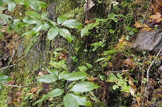 _IGP4142 _IGP4142