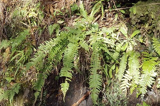 _IGP4153 _IGP4153