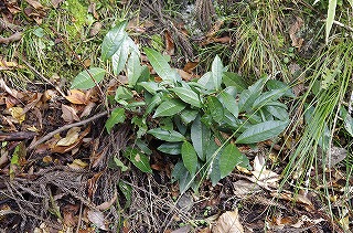 _IGP4158 _IGP4158